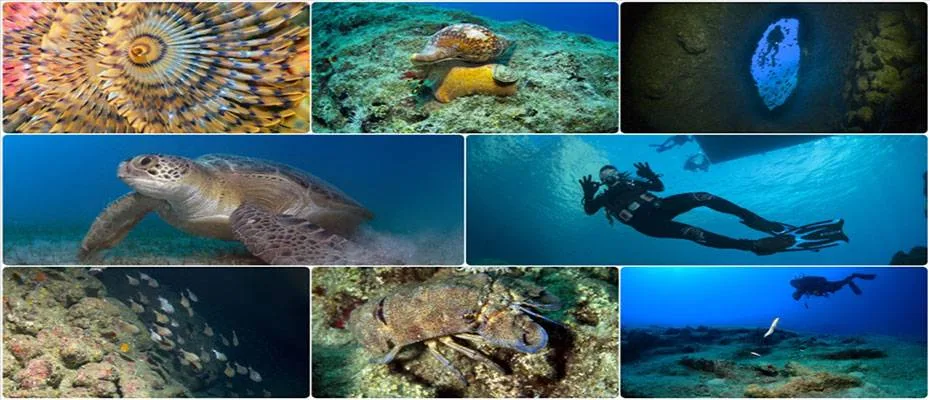 Antalya’da dalış turizminin gözdesi Üç Adaların su altı zenginlikleri görüntülendi