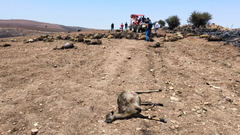 “Yangınlara yıldırım neden olmuş olabilir”