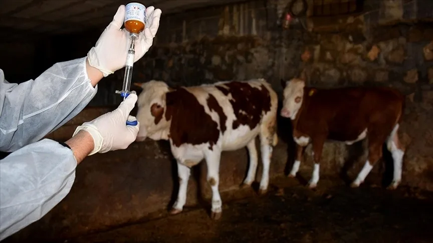 Almanya’da 35 yıl sonra görülen şap hastalığı endişeye neden oldu