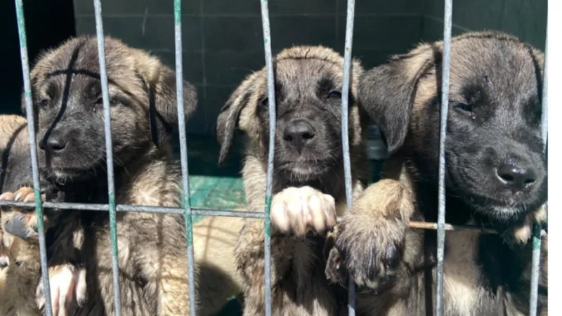 “Türkiye’de sokak köpeklerine yetecek kadar barınak yok”