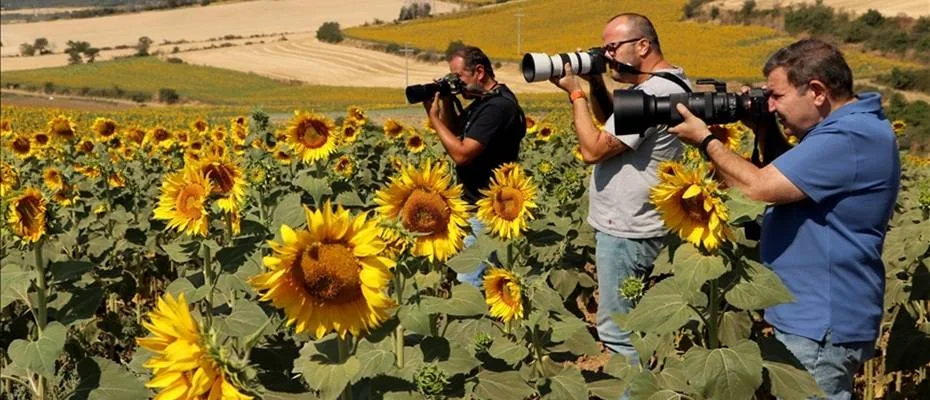 Tekirdağ’daki ayçiçeği tarlaları fotoğraf tutkunlarını ağırlıyor