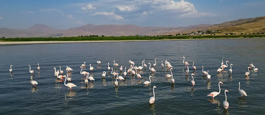 Flamingolar, Van Gölü’ne renk katıyor