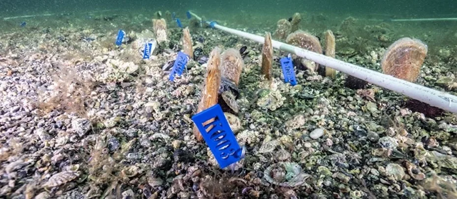 Marmara’daki müsilajla mücadeleye pina ve deniz çayırları desteği