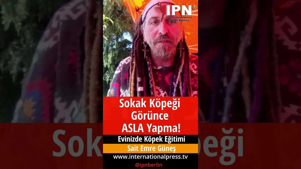 Sokak Köpeği Görünce ASLA Yapma!