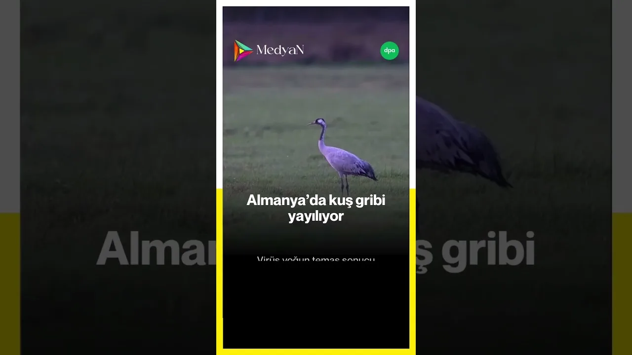 Almanya ‘da kuş gribi hızla yayılıyor