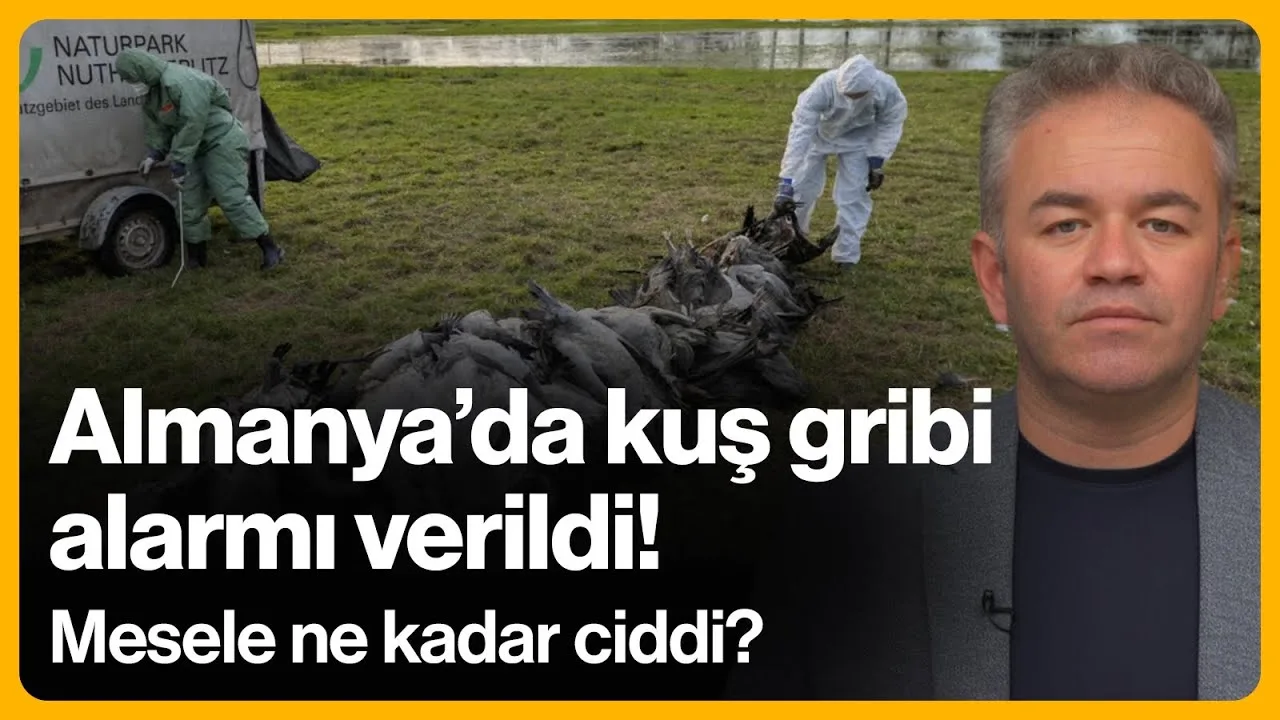 Almanya’da kuş gribi alarmı verildi! Mesele ne kadar ciddi?