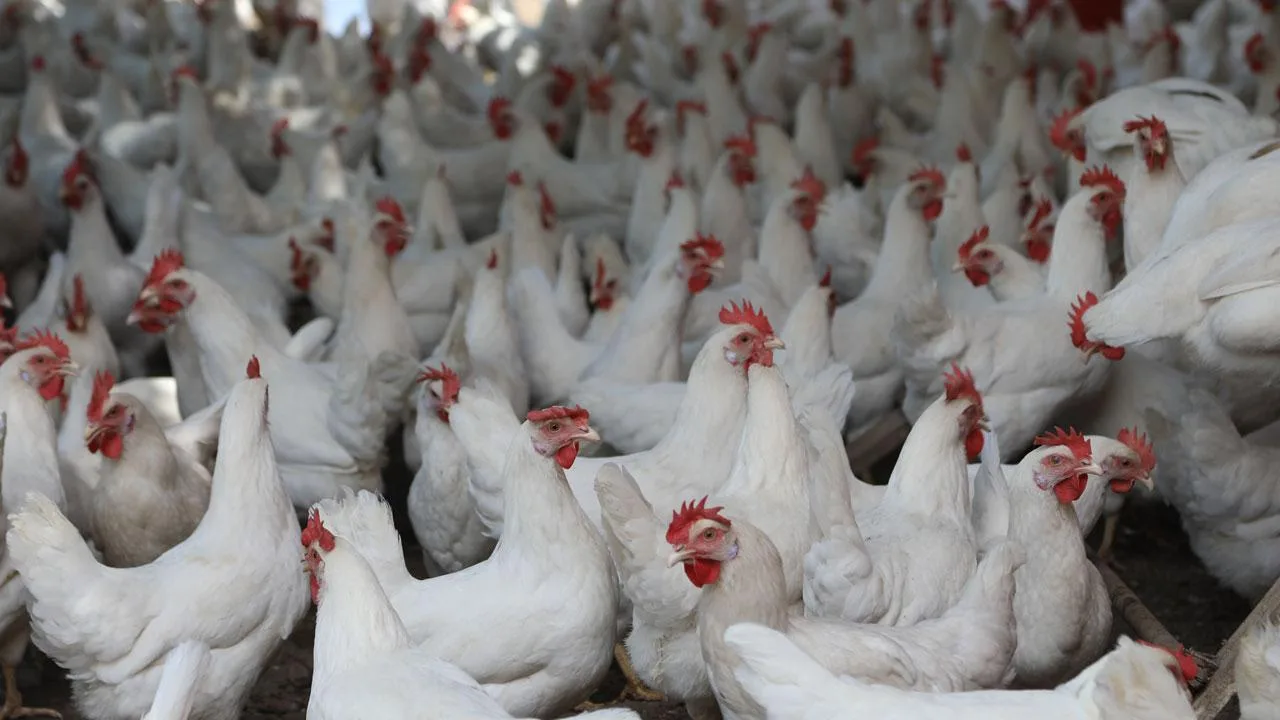 İspanya’da kuş gribi alarmı
