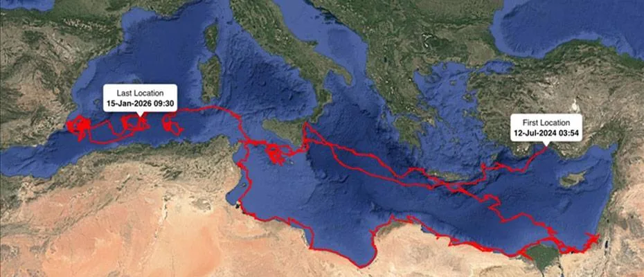 Uydudan izlenen caretta caretta ‘Gümüş’ 24 bin kilometrelik sıra dışı bir yolculuğa imza attı