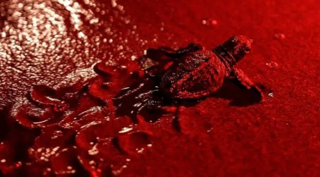 Deniz kaplumbağaları için kırmızı ışık dönemi