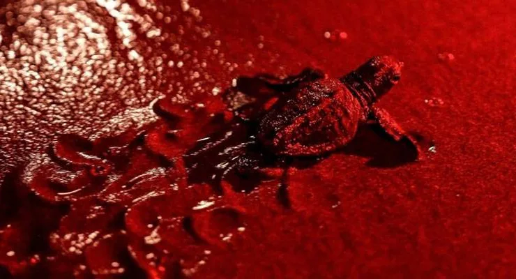 Deniz kaplumbağaları için kırmızı ışık dönemi
